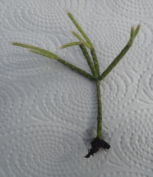 1 x healthy rooted Hairy Stemmed Rhipsalis (Pilocarpa) houseplant cutting