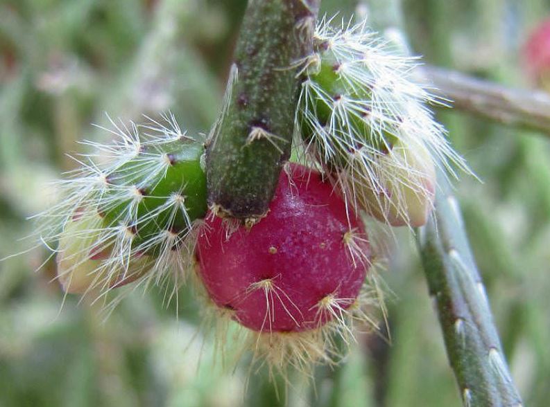 1 x healthy rooted Hairy Stemmed Rhipsalis (Pilocarpa) houseplant cutting