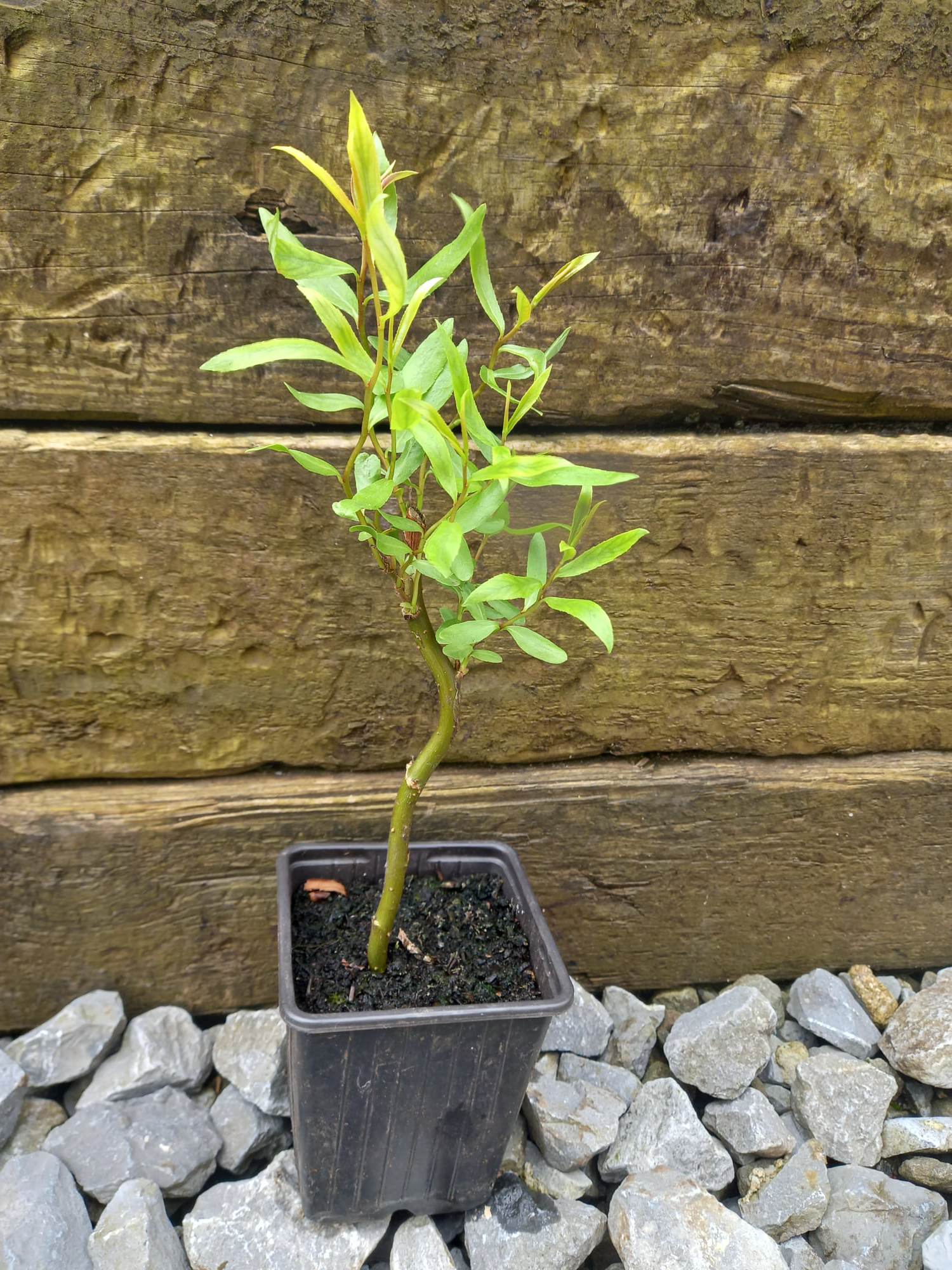 Contorted Willow, Twisted, Corkscrew, Salix Matsudana bare root plant
