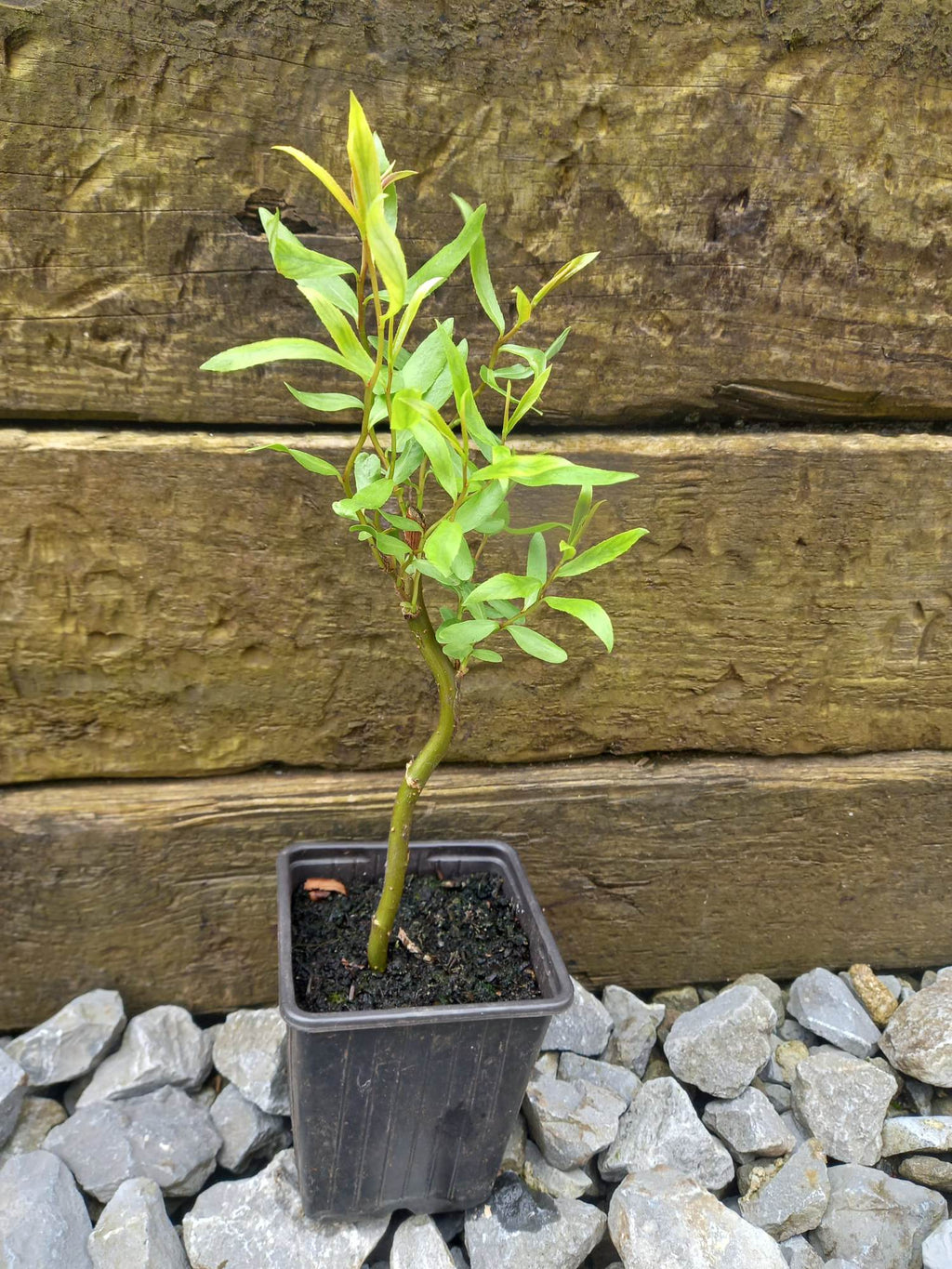 Contorted Willow, Twisted, Corkscrew, Salix Matsudana bare root plant