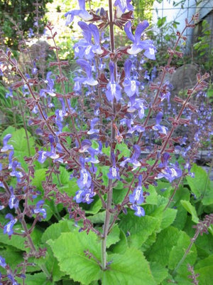 3 x Salvia forskaohlei 'Indigo Woodland Sage' hardy perennial plants