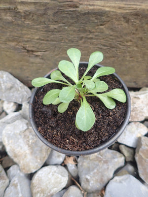 4 x Erigeron Glaucus 'Sea Breeze Mauve' bare root perennial seedlings