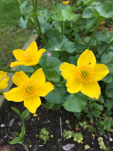 100 x Marsh Marigold (Caltha Palustris) pond marginal plant seed