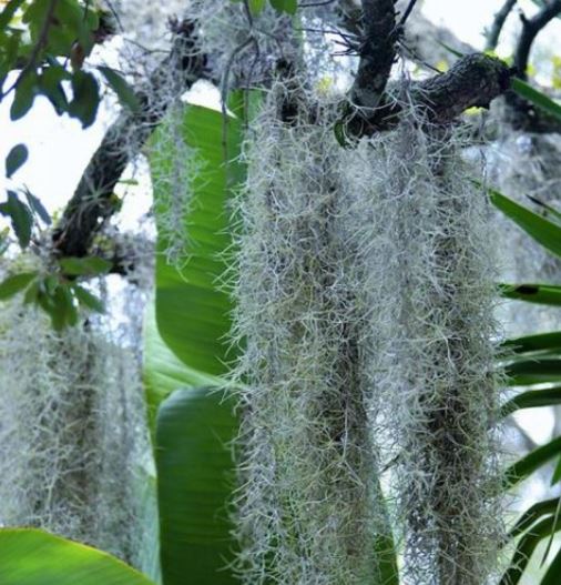 Spanish Moss (Tillandsia Usneoides) trailing airplant easy care houseplant