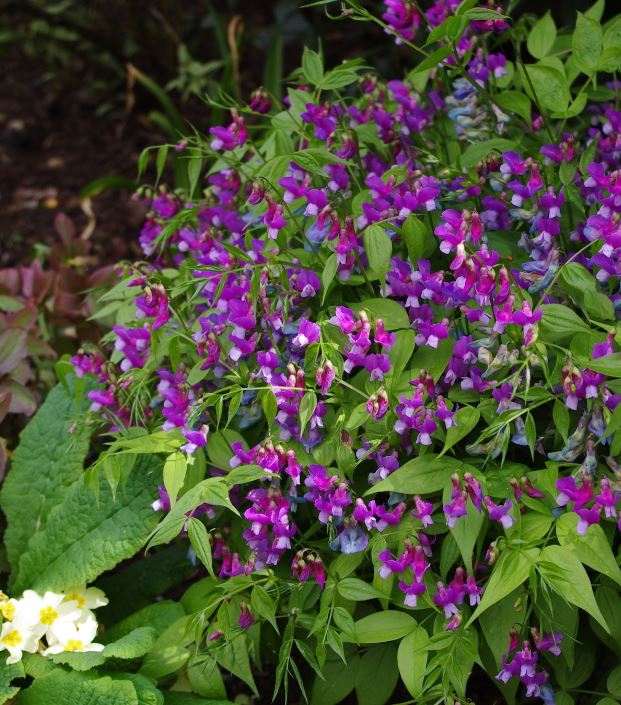 15 x Spring Vetchling (Lathyrus vernus) hardy spring pea perennial seeds