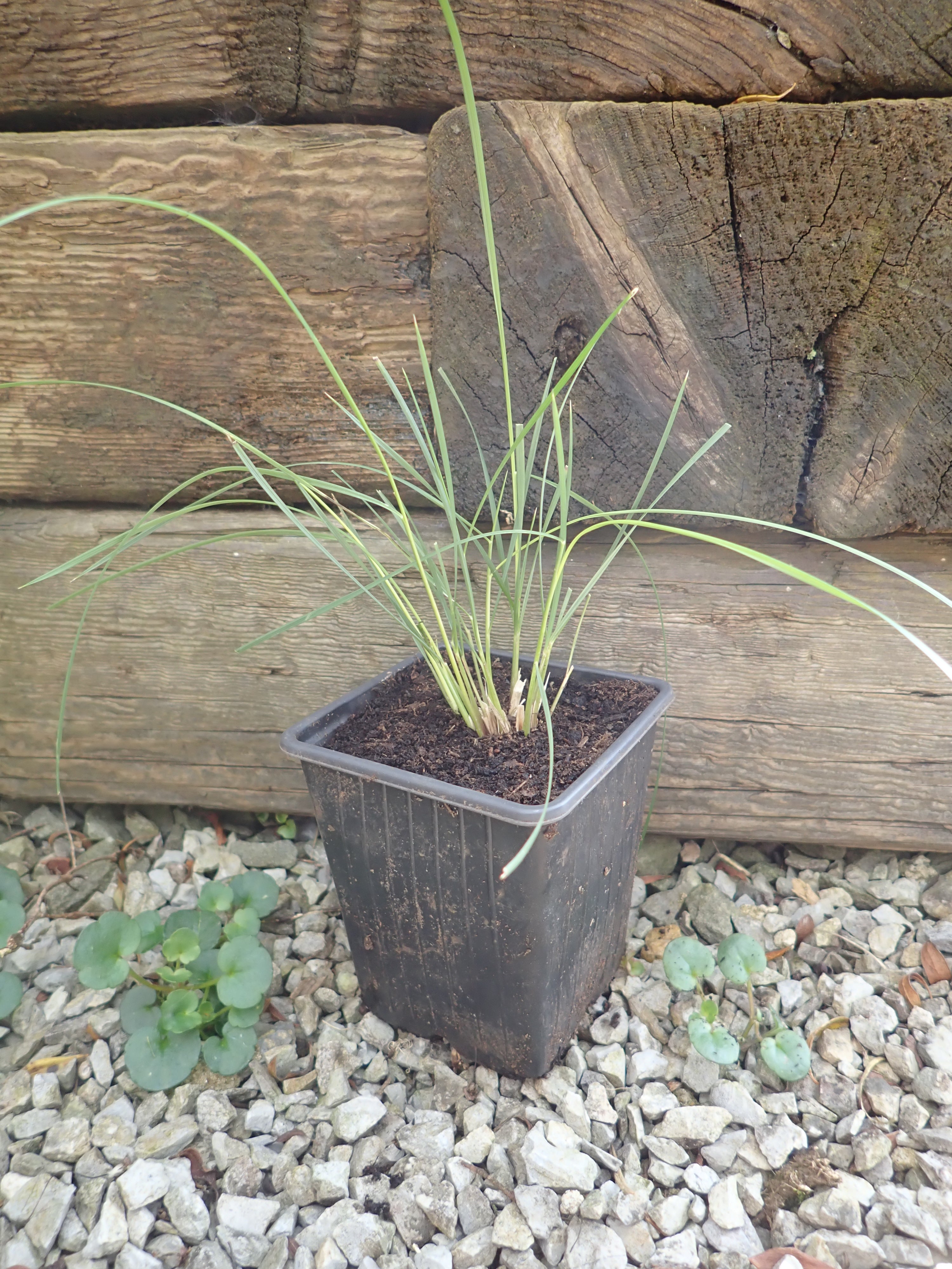 1 x Giant Golden Oats (Stipa Gigantea) bare root young plant