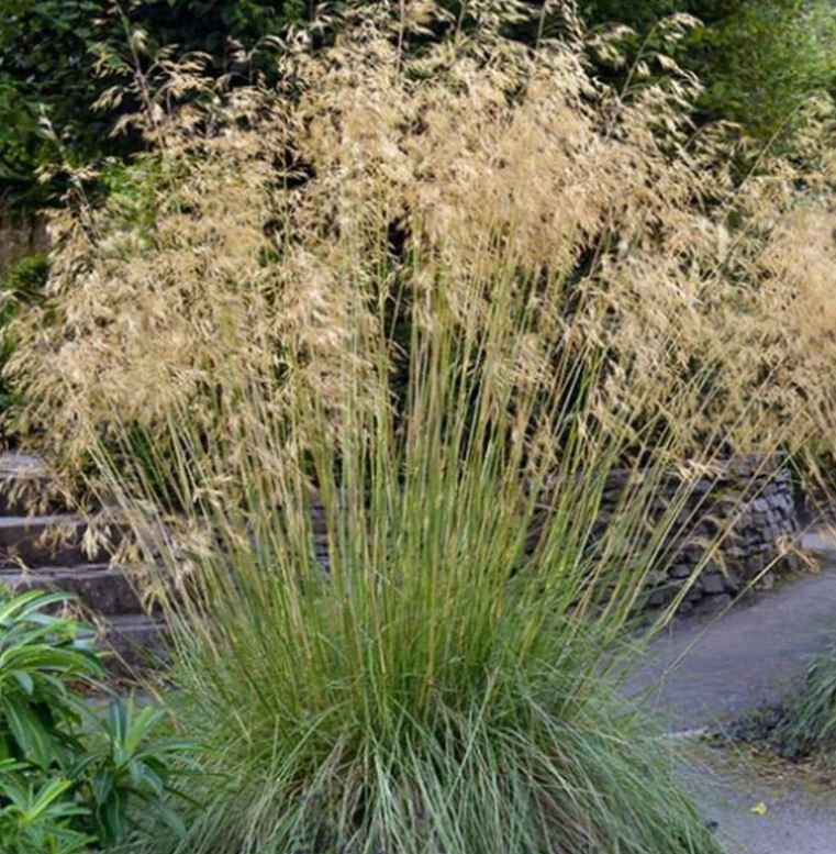 1 x Giant Golden Oats (Stipa Gigantea) bare root young plant