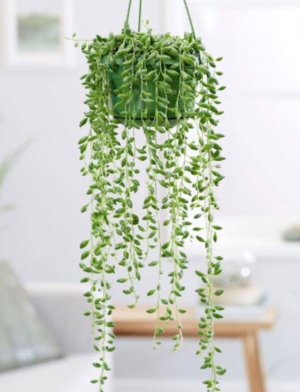 3 x 'String of Tears' (Senecio Herreianus) rooted cuttings ready for planting