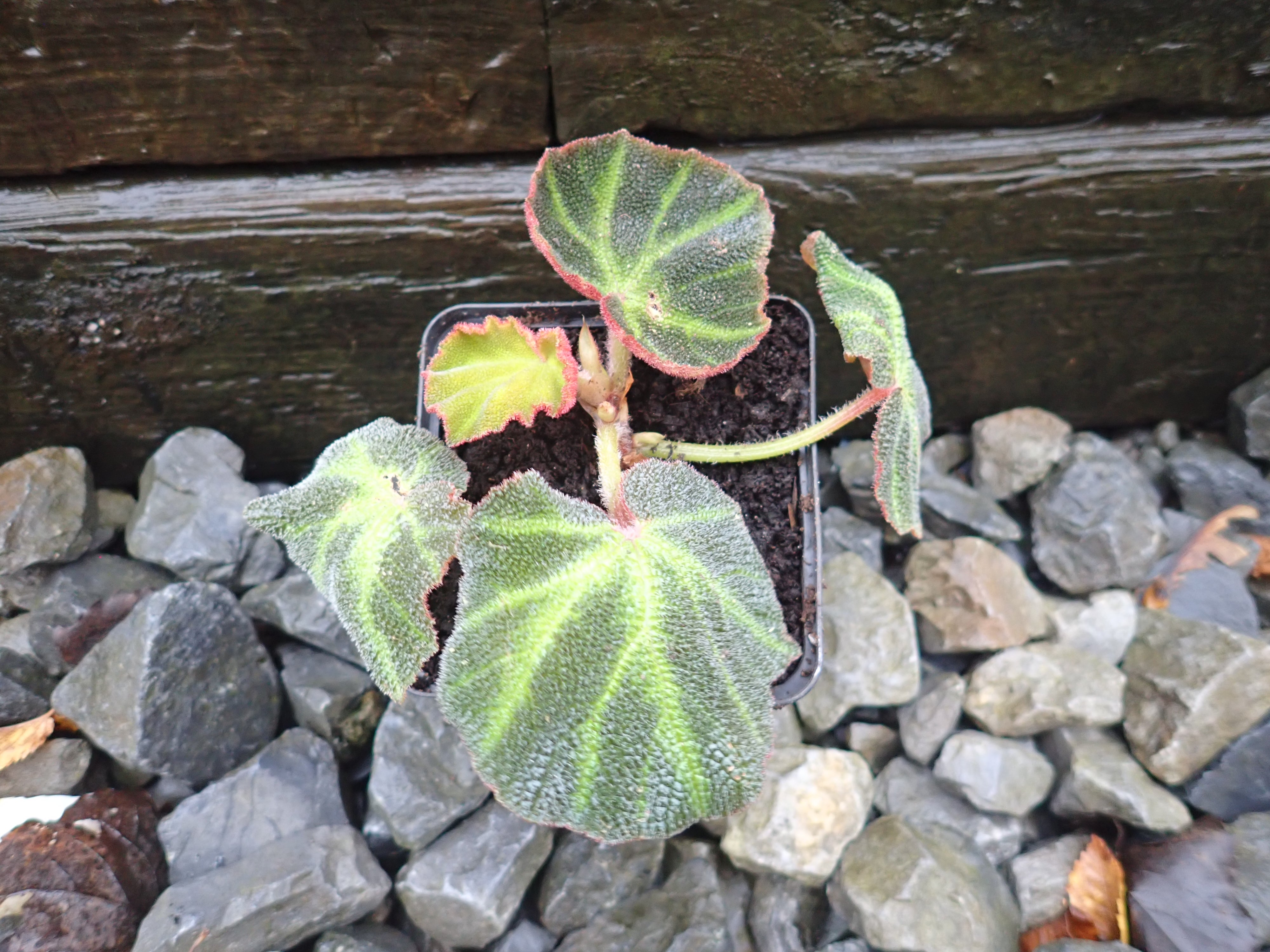 Begonia soli-mutata (Sun-changing Begonia) established young potted plant