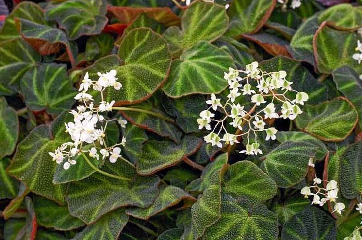 Begonia soli-mutata (Sun-changing Begonia) established young potted plant