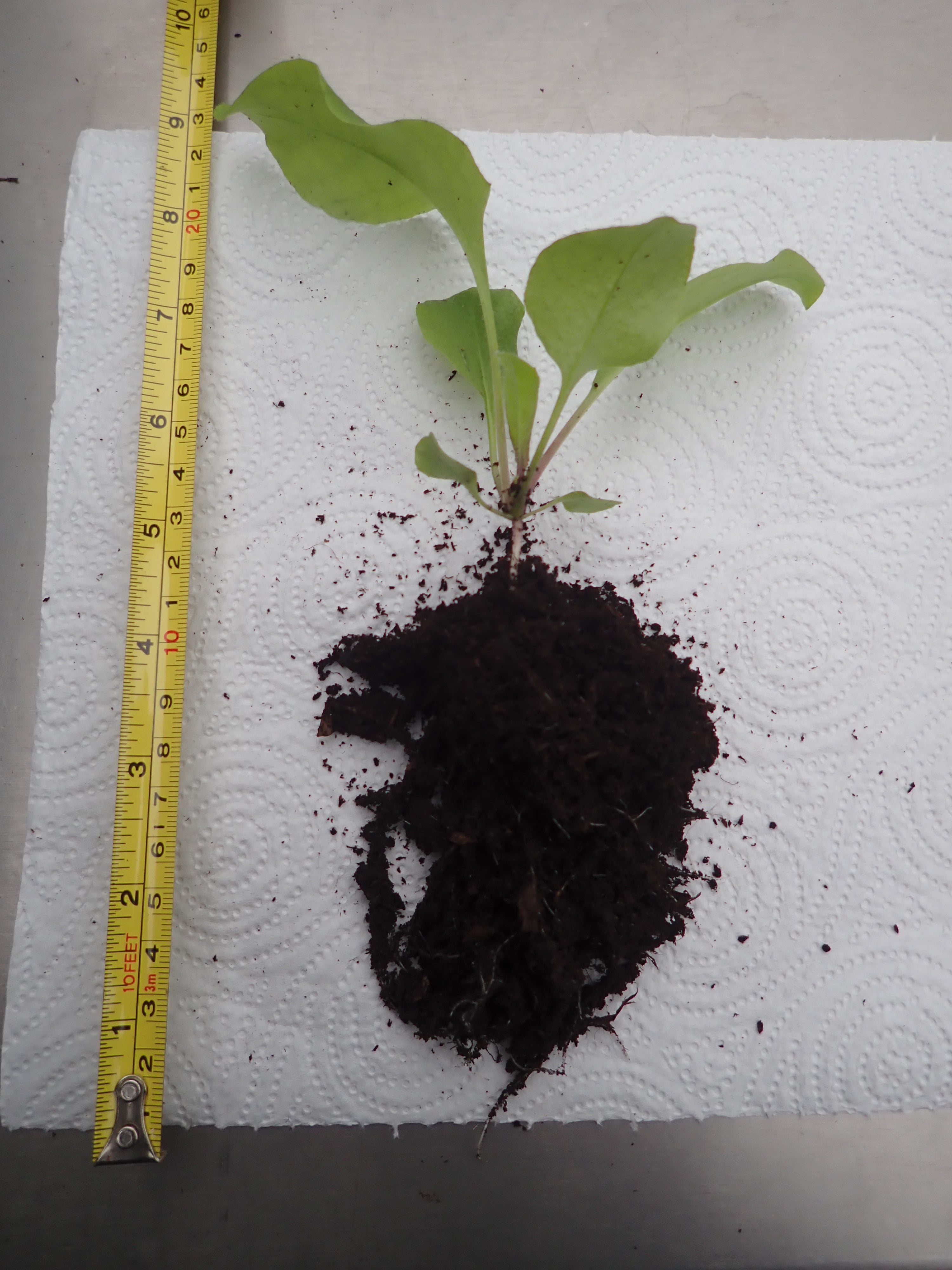4 x lucky dip Sweet Rocket (Hesperis Matronalis) bare root seedlings