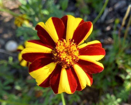 150 x 'Striped Marvel' French Marigold (Tagetes patula nana) Annual flower seed