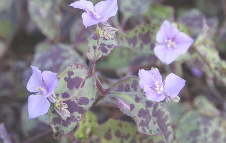 3 x RARE Tradescantia Tinantia Pringlei healthy rooted cuttings