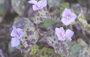 3 x RARE Tradescantia Tinantia Pringlei healthy rooted cuttings