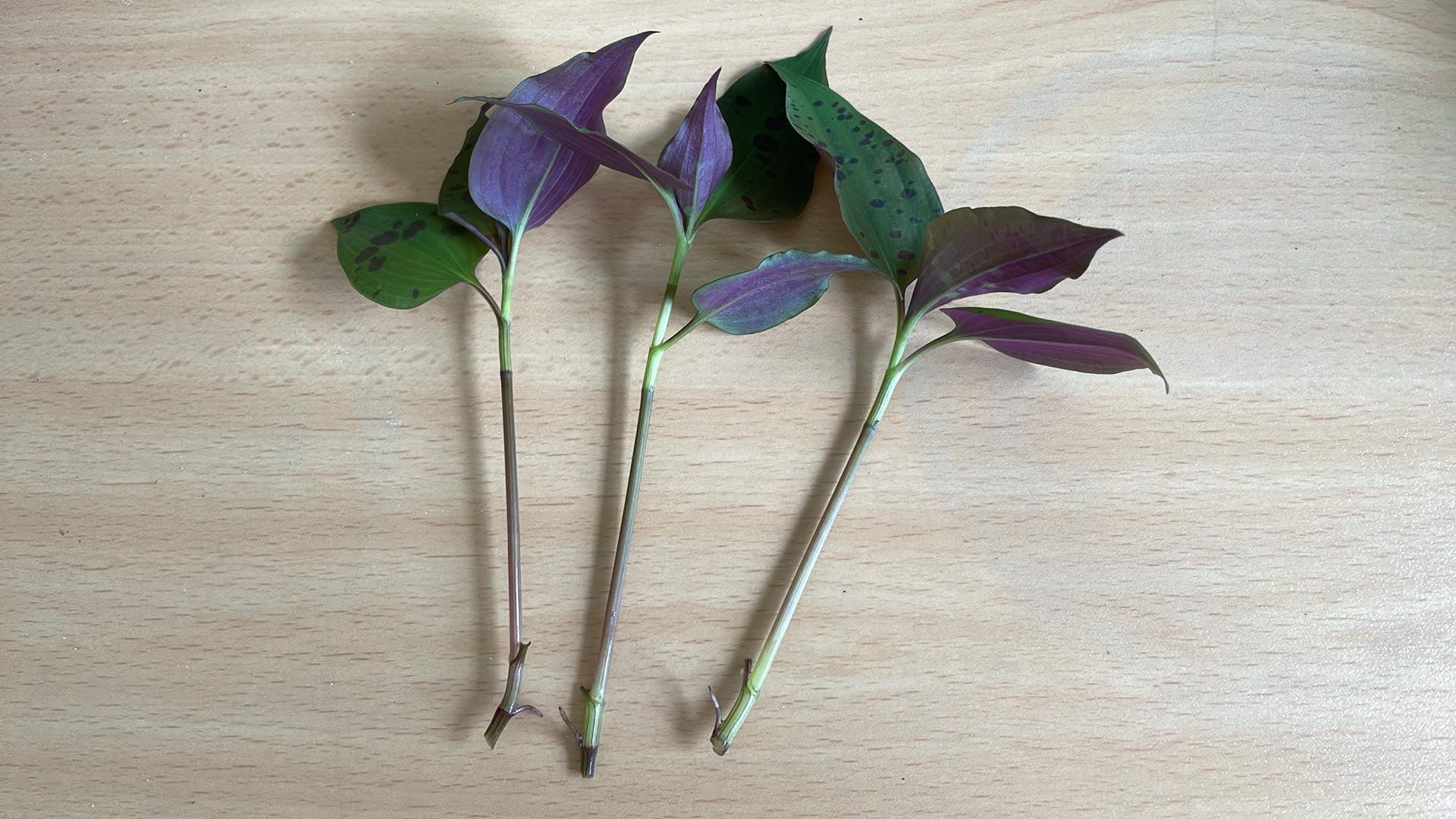 3 x RARE Tradescantia Tinantia Pringlei healthy rooted cuttings