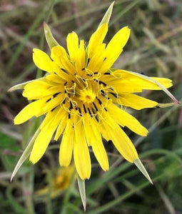 20 x Wild Meadow Salsify 'Goat's Beard' (Tragopogon pratensis) hardy Native edible yellow wildflower seed