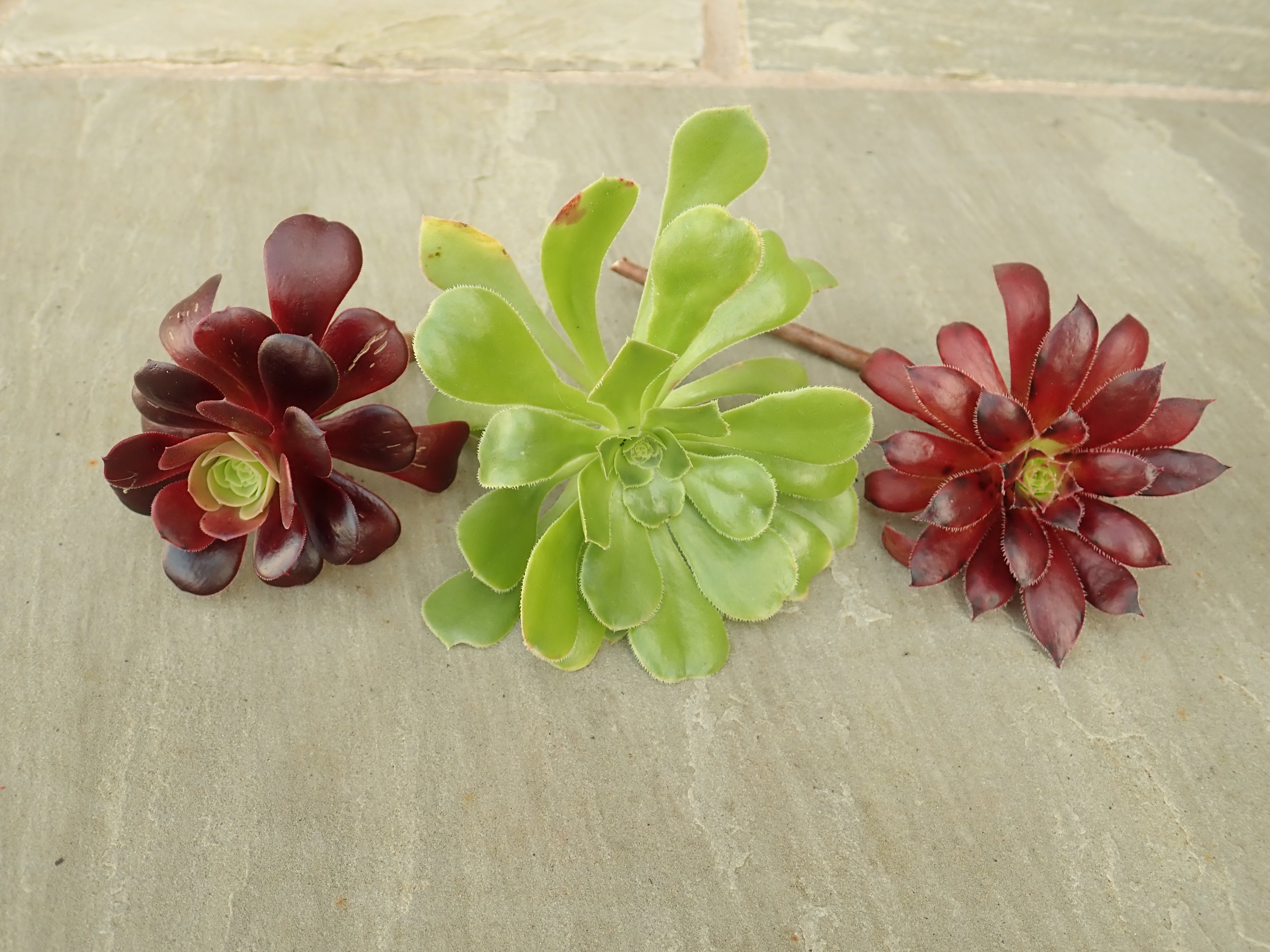 3 x Mixed Healthy Succulent Tree Aeonium offset cuttings for planting up