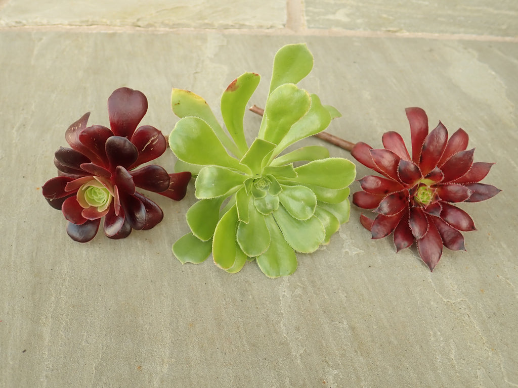 3 x Mixed Healthy Succulent Tree Aeonium offset cuttings for planting up