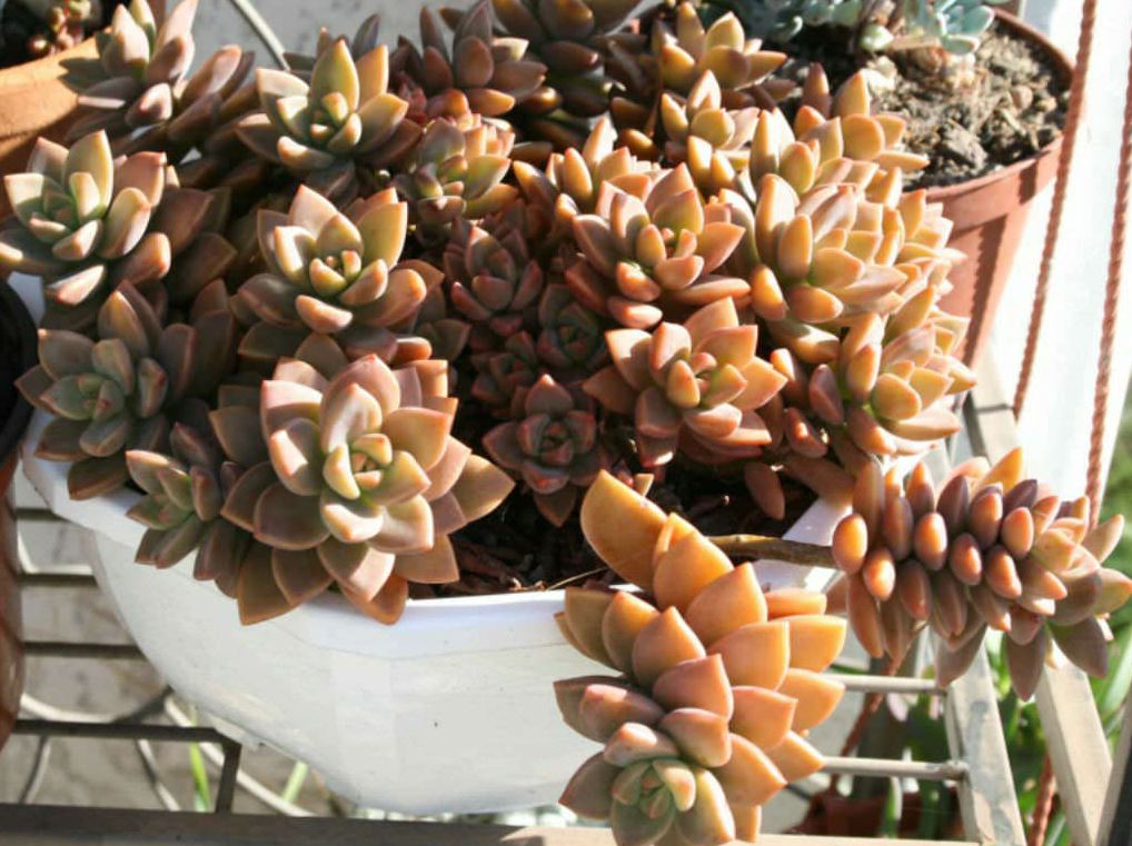 8 x unrooted Graptosedum 'Vera Higgins', 'Graptoveria Bronze' sedum leaves