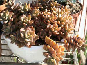 8 x unrooted Graptosedum 'Vera Higgins', 'Graptoveria Bronze' sedum leaves