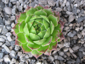 5 x Assorted Variety Sempervivum hardy plants for terrariums fairy gardens