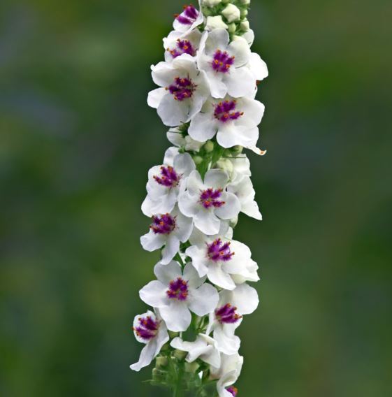 3 x White Velvet Mullein (Verbascum nigrum v. Album) bare root established plants