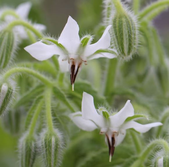 30 x White Borage 'Starflower' (Borago officinalis) seeds