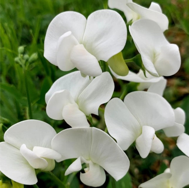 20 x White Everlasting Sweet Pea (Lathyrus Latifolius) hardy wild perennial seeds