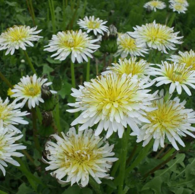 RARE Pack of 30 White & Yellow Dandelion seeds - Taraxacum albidum