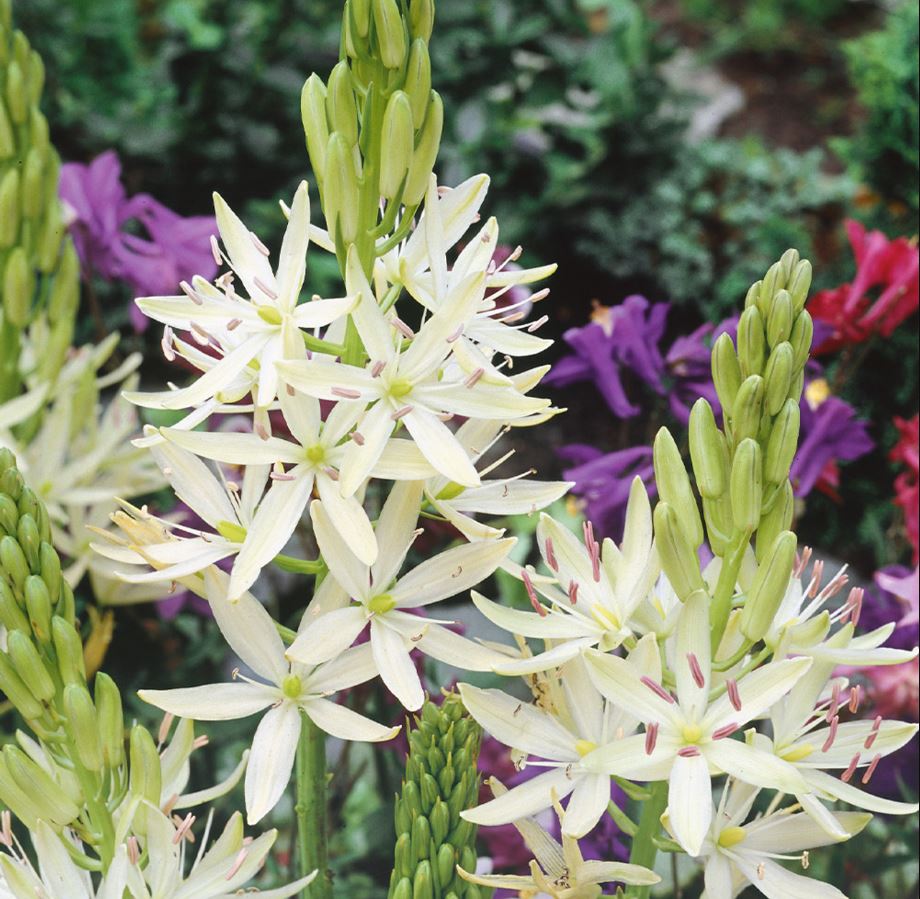 6 x Camassia Leichtlinii Alba hardy perennial flowering bulbs