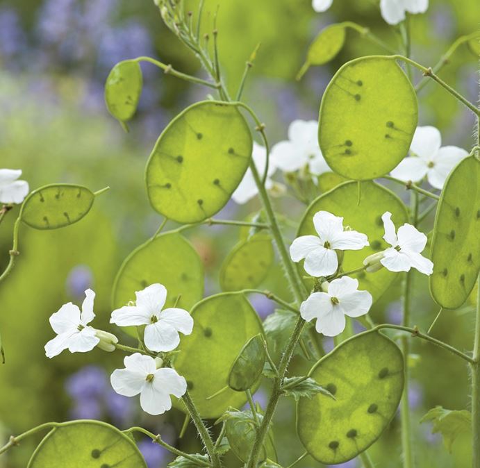 50 x White 'Honesty' (Lunaria annua) or 'Moonwort' hardy biennial seeds