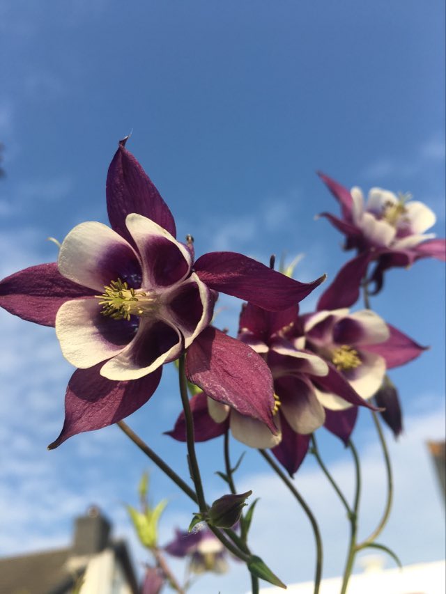 20 x Aquilegia vulgaris 'William Guiness' hardy perennial seeds