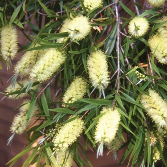 300 x Callistemon Salignus 'Widdicomb Gem' yellow Bottle Brush hardy shrub seeds