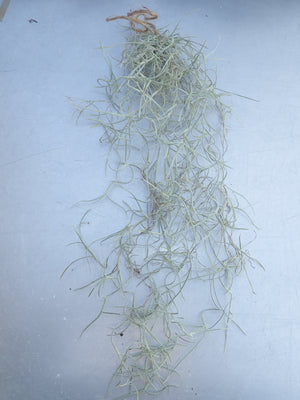 Spanish Moss (Tillandsia Usneoides) trailing airplant easy care houseplant