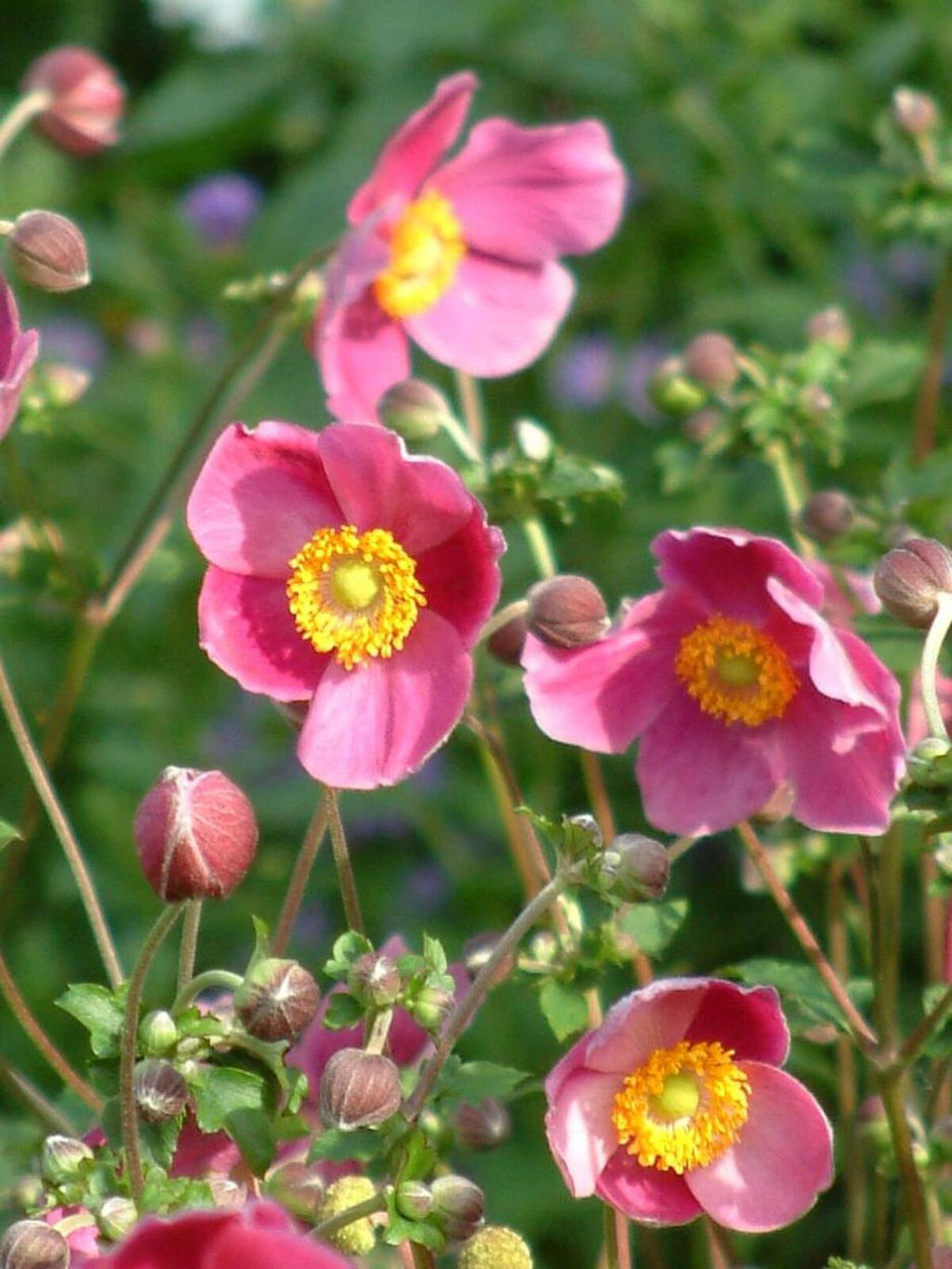 3 x Hadspen Abundance 'Japanese windflower' (Anemone hupehensis) established young plants
