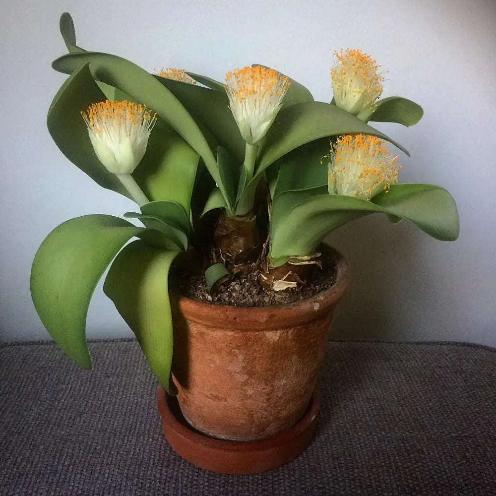 1 x Adult Haemanthus albiflos (Paintbrush plant) bare root indoor conservatory plant
