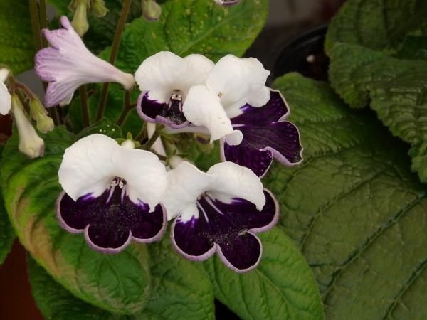 Established Purple and White Streptocarpus 'Harlequin Sapphire' potted plant