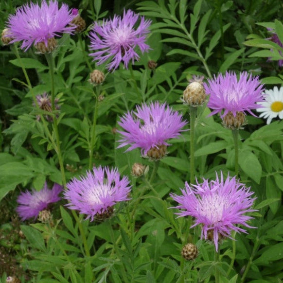 3 x Centaurea dealbata 'Persian Cornflower' established plants