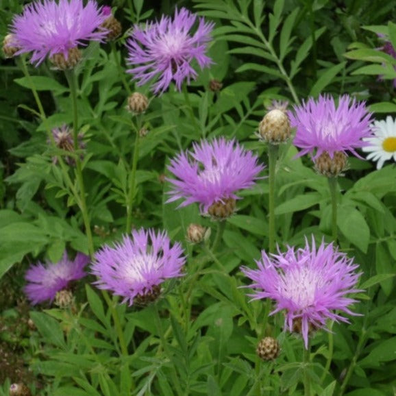 60 x Centaurea dealbata 'Persian Cornflower' hardy perennial seeds