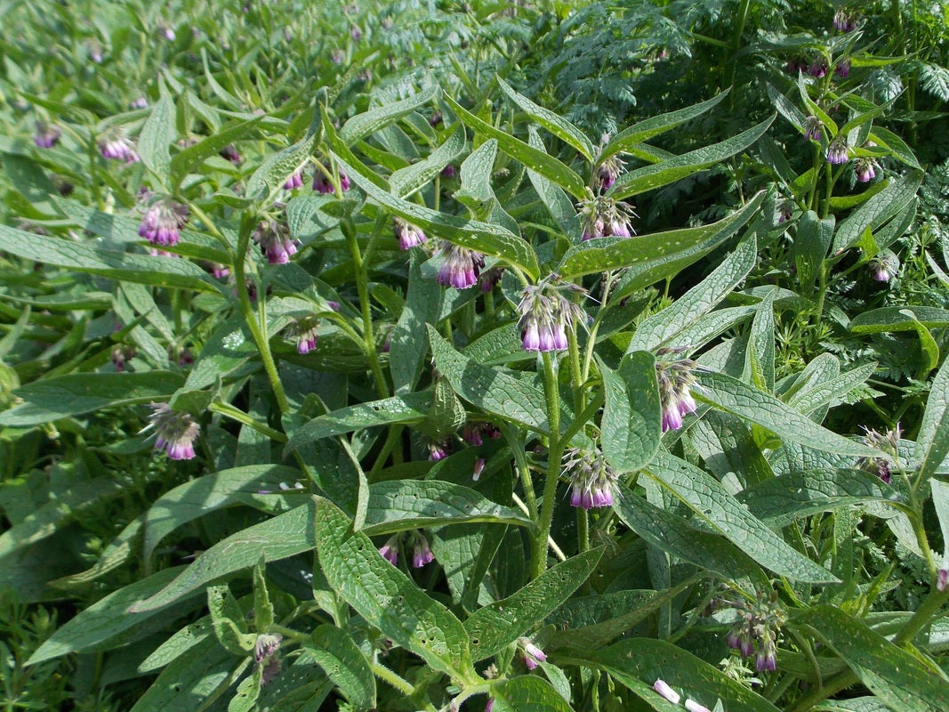 25 x Mixed Pink & Purple Comfrey 'Symphytum officinale' hardy medicina ...