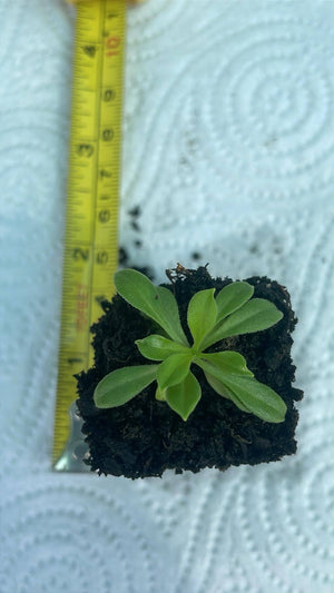 5 x Silene schafta Persian Carpet 'Autumn Catchfly' bare root plug plants