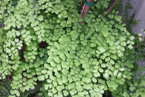 1 x Maidenhair fern (Adiantum raddianum) established potted plant