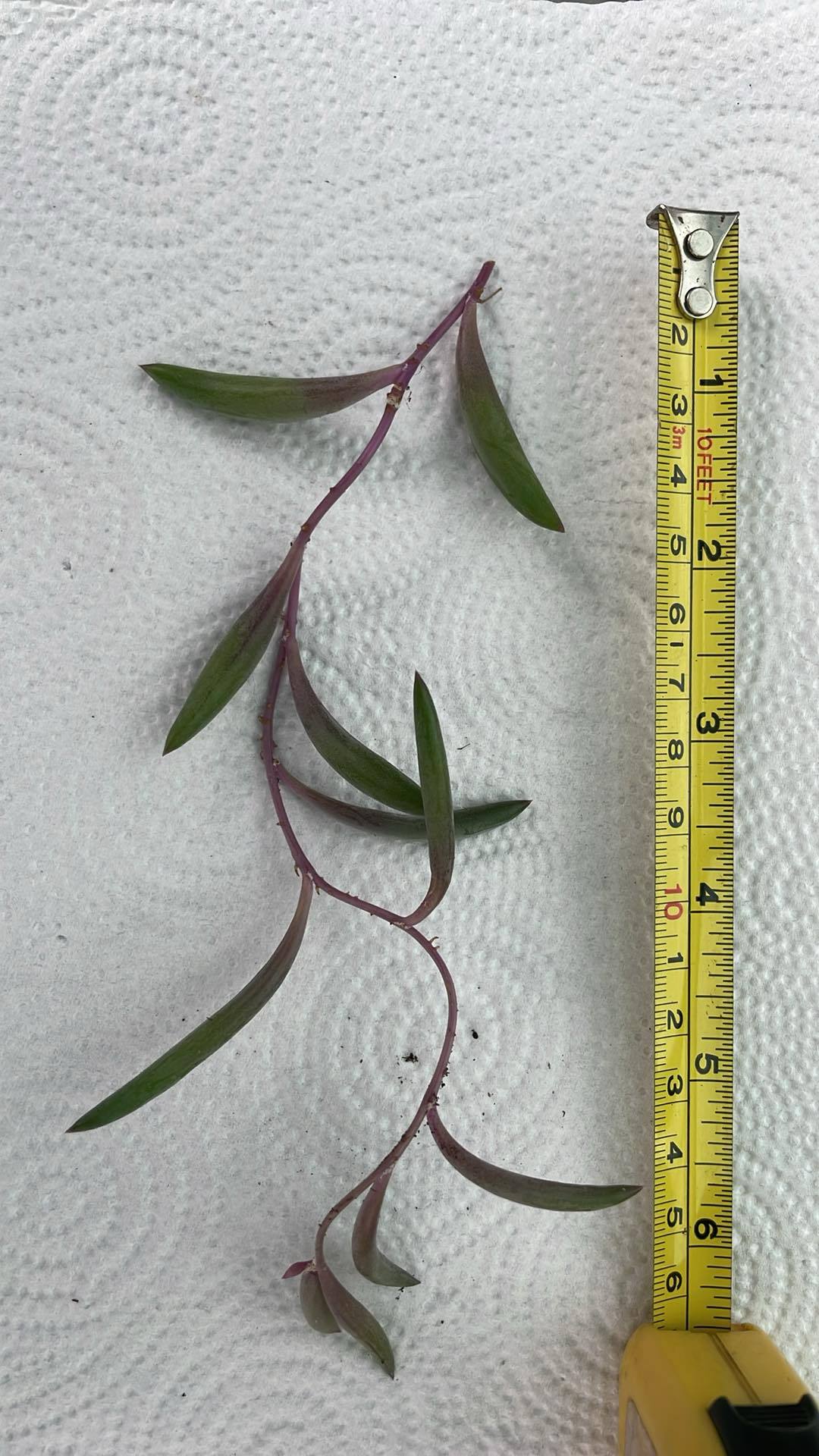 2 x health 'Ruby Necklance' UNROOTED (Othonna capensis) houseplant cuttings