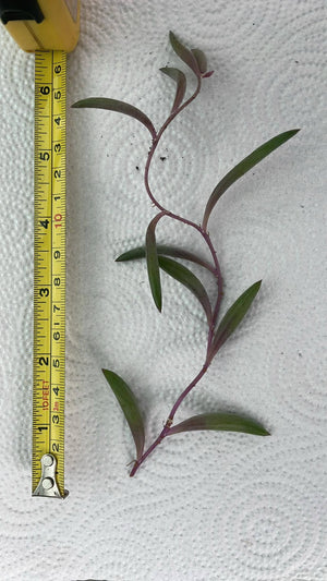 2 x health 'Ruby Necklance' UNROOTED (Othonna capensis) houseplant cuttings