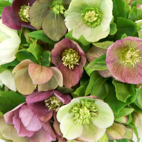 3 x mixed Hellebore bare root seedlings, Christmas Rose, hardy perennial