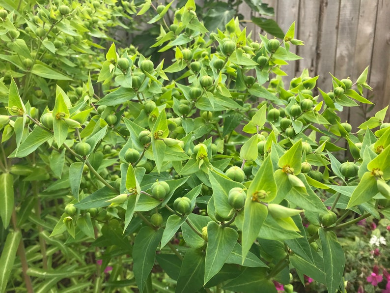 20 x Mole Plant (Euphorbia lathyris) Caper Spurge hardy biennial seeds