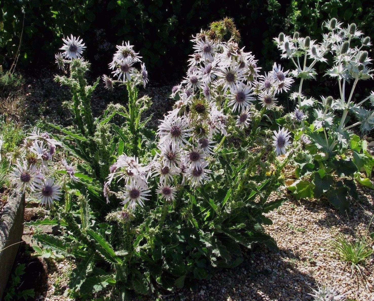 25 x Berkheya Purpurea 'Zulu Warrior' hardy perennial flower seeds
