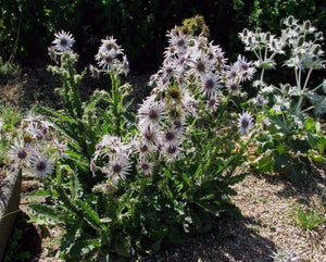 25 x Berkheya Purpurea 'Zulu Warrior' hardy perennial flower seeds