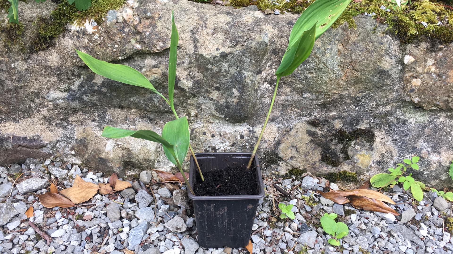 3 x Lily of the Valley BARE ROOT established pips (Convallaria majalis)