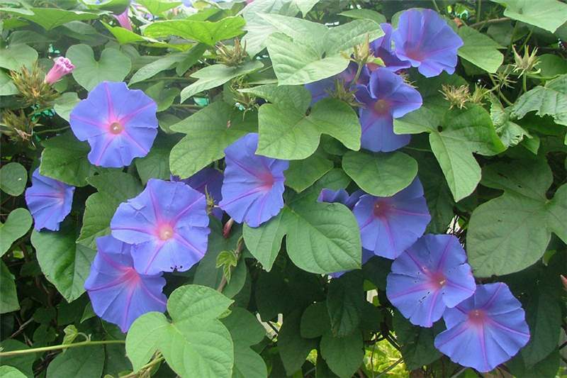 Ipomoea indica 'Blue dawn flower', Everlasting Morning Glory, established potted plant